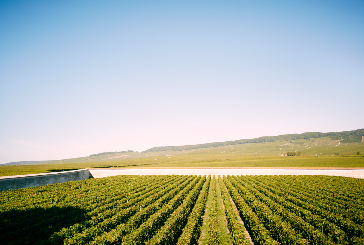 Krug Positive Luxury