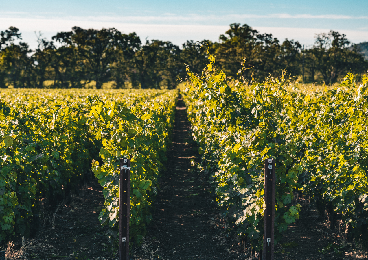 Opus One