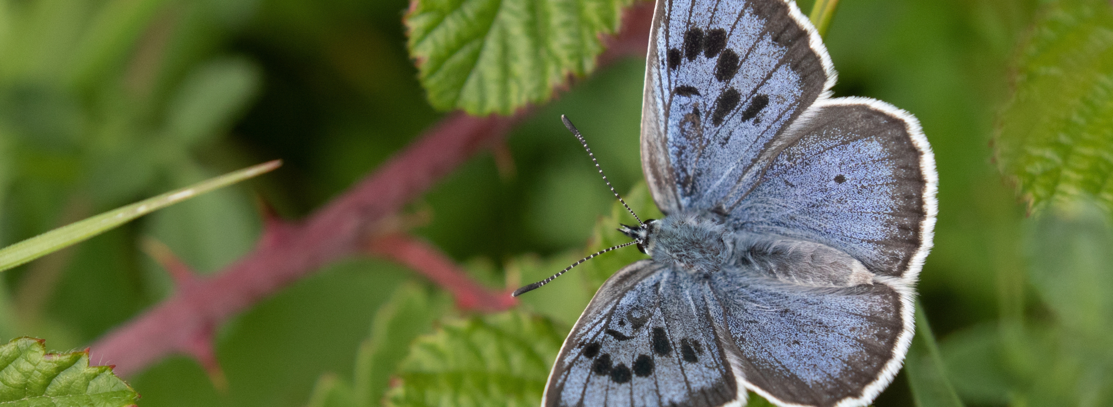 Large Blue Butterfly