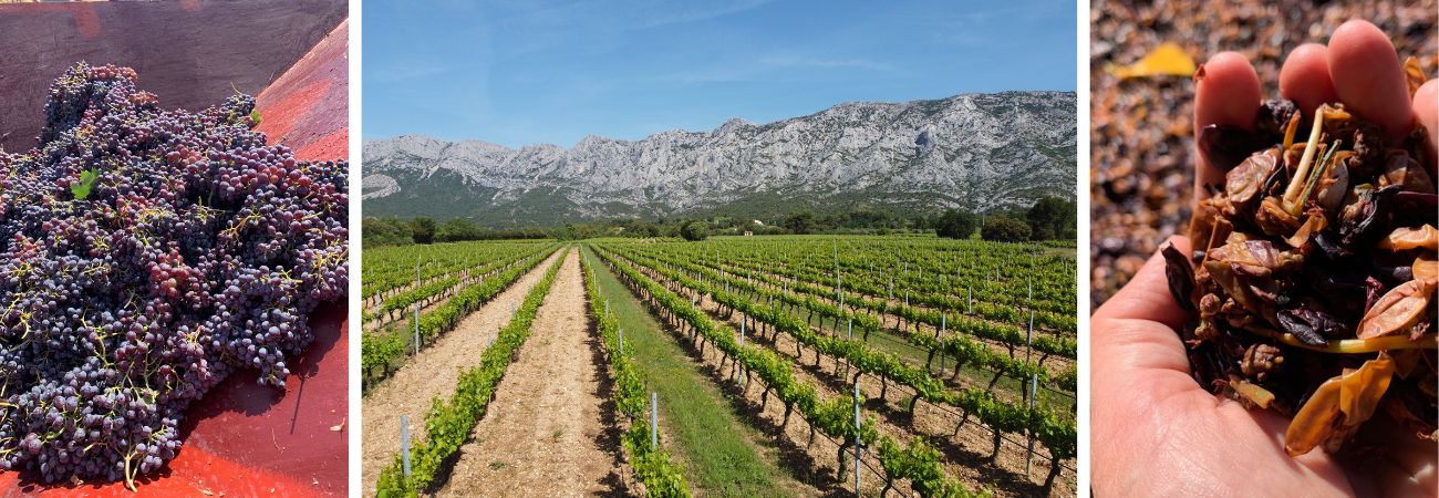 Vineyards and grapes